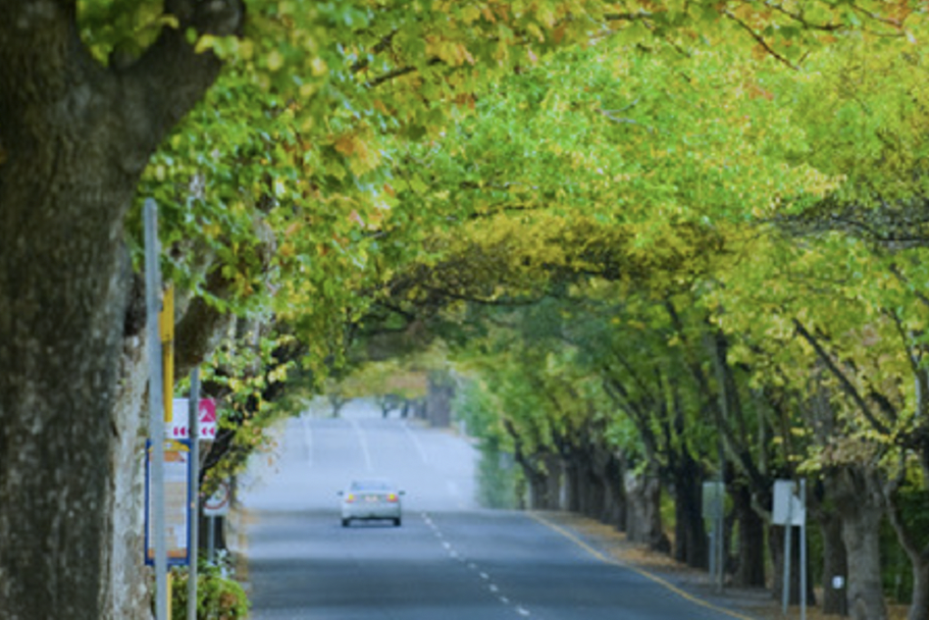 Your guide to the Autumn trees in Hahndorf