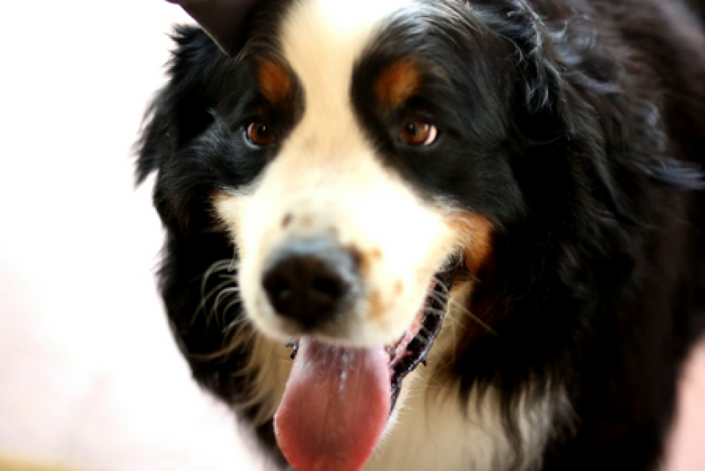 HAHNDORF ANNOUNCED AS MOST PET FRIENDLY DESTINATION