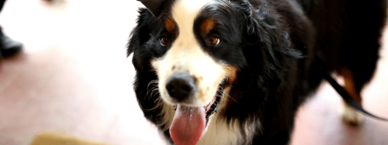HAHNDORF ANNOUNCED AS MOST PET FRIENDLY DESTINATION